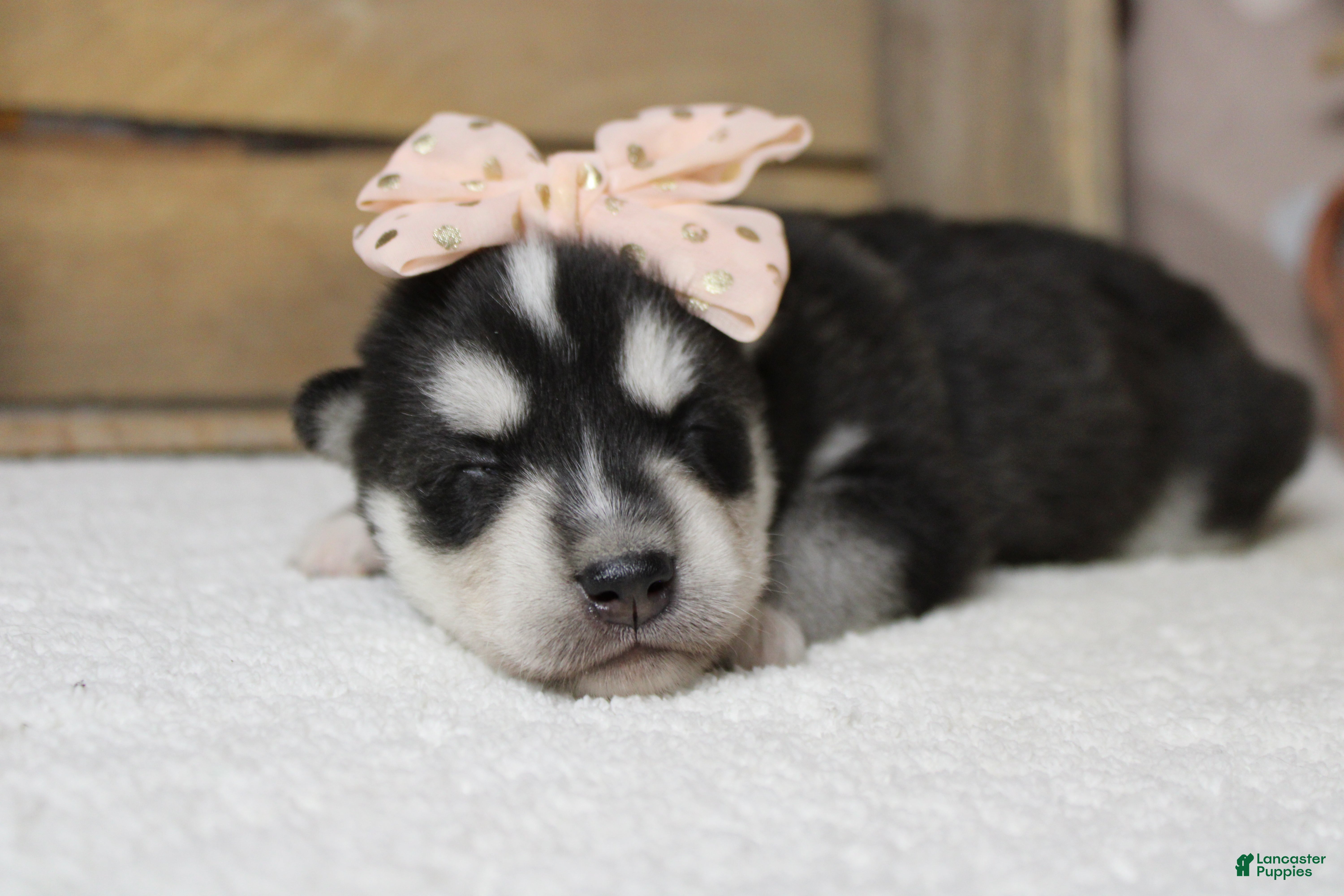 Siberian Husky dogs Kira  - Ad 11