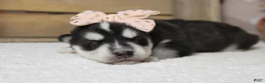Kira 