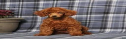 Miniature Poodle dogs for sale: CJ - Ad 4