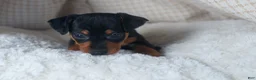 Miniature Pinscher dogs for sale: ANNIE - Ad 15