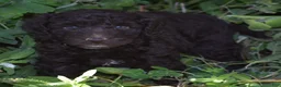 Standard Poodle dogs for sale: Standard Poodle 8 Brown with a tiny bit of white - Ad 8