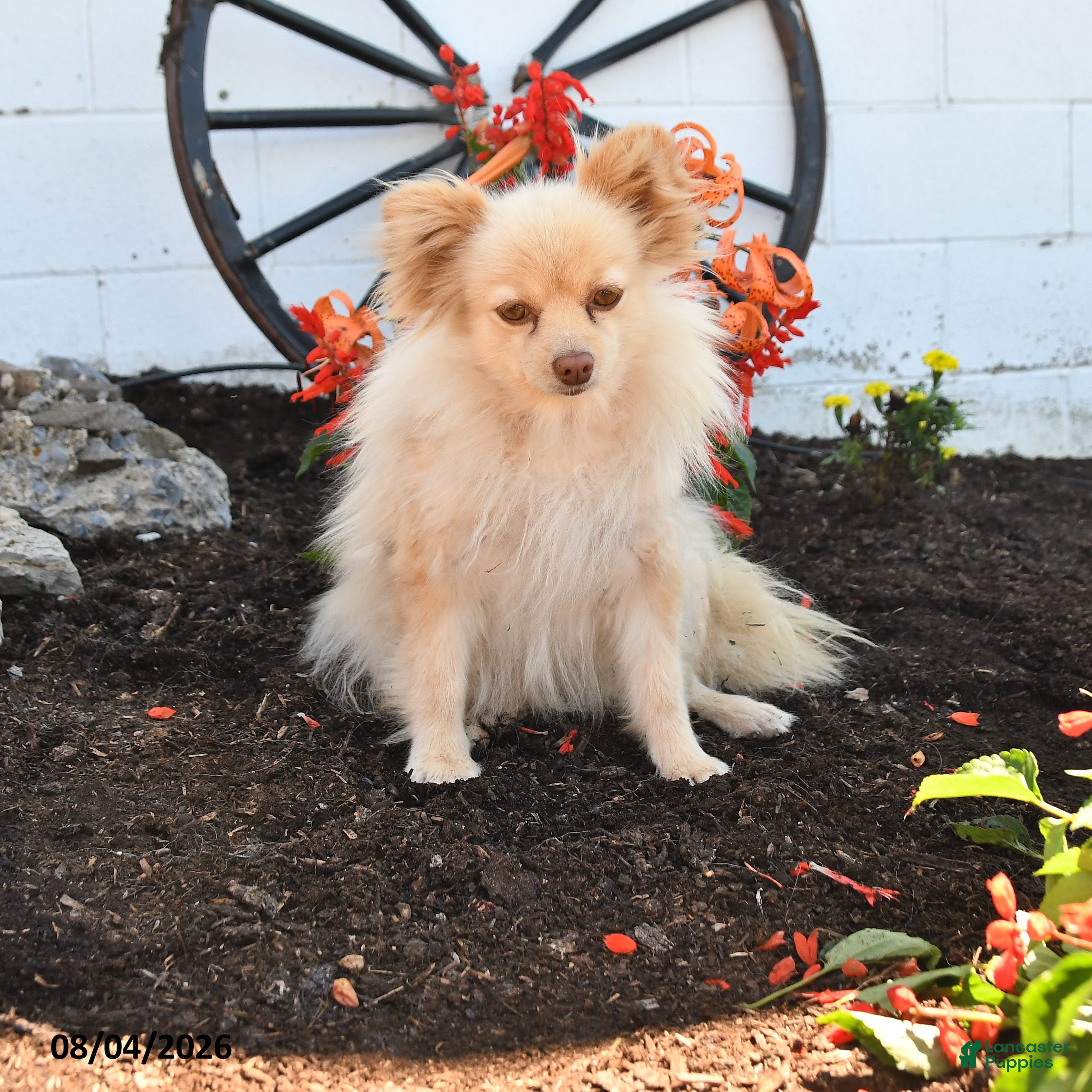 Pomeranian dogs for sale: Teresa - Ad 4