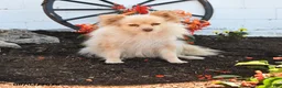 Pomeranian dogs for sale: Teresa - Ad 1