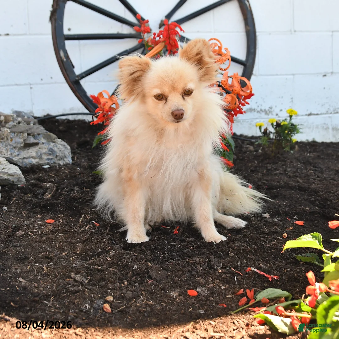 Pomeranian dogs for sale: Teresa - Ad 1