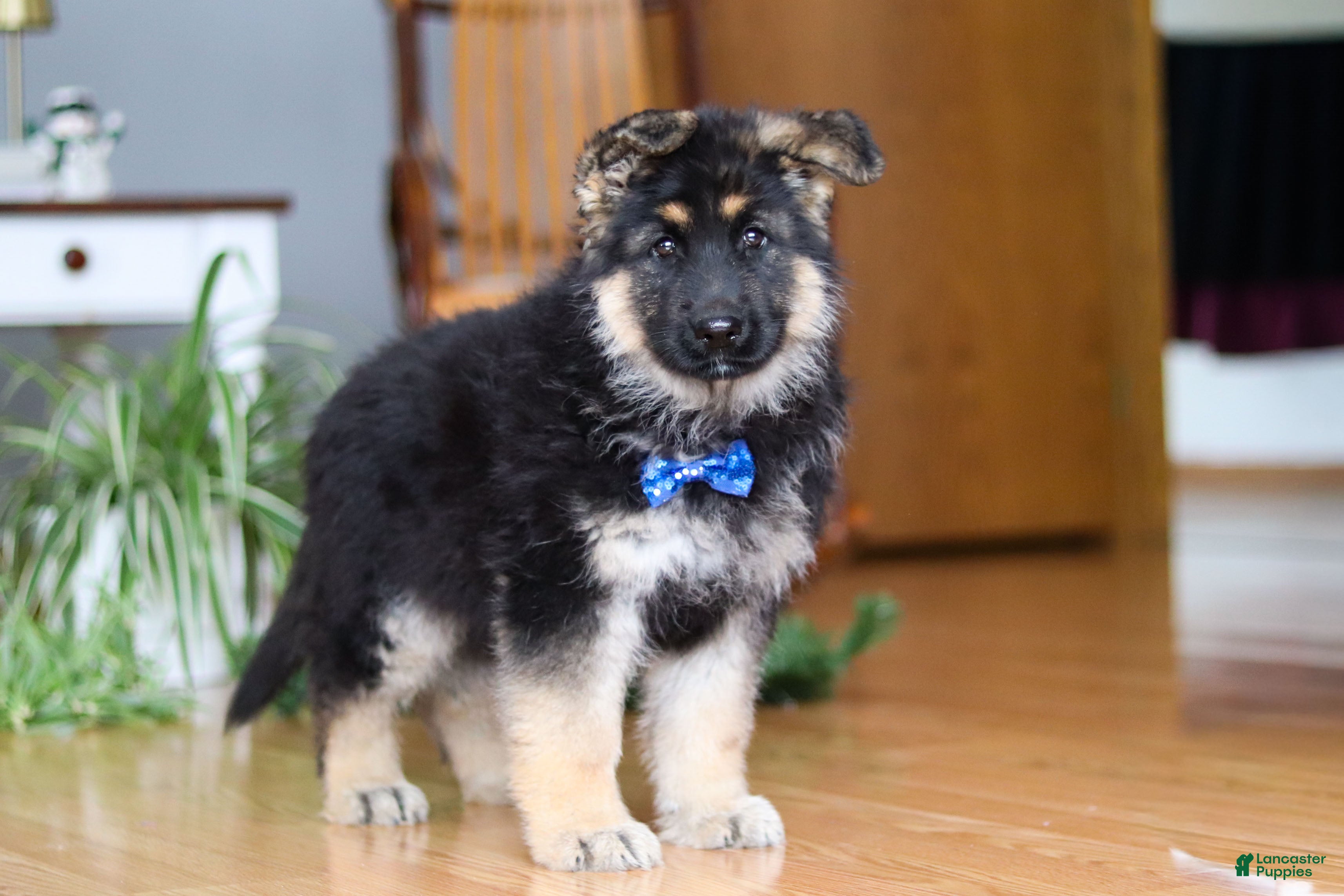 German Shepherd dogs Bingo - Ad 26