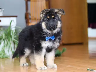 German Shepherd dogs Bingo - Ad 26