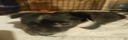 Chihuahua dogs for sale: Butter - Ad 11