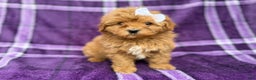 Shihpoo dogs for sale: Bubbles  - Ad 7