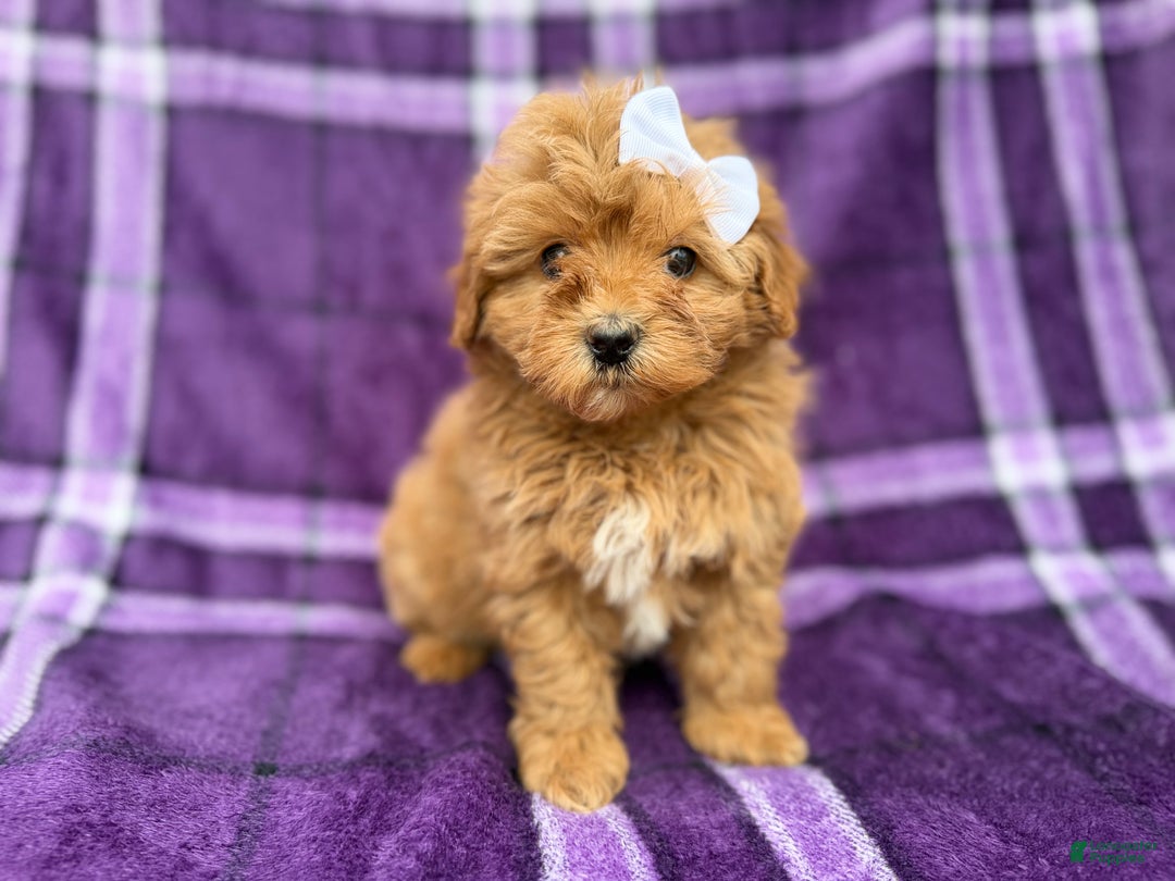 Shihpoo dogs for sale: Bubbles  - Ad 7