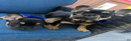 French Bulldog dogs for sale: Princess Leia  - Ad 13