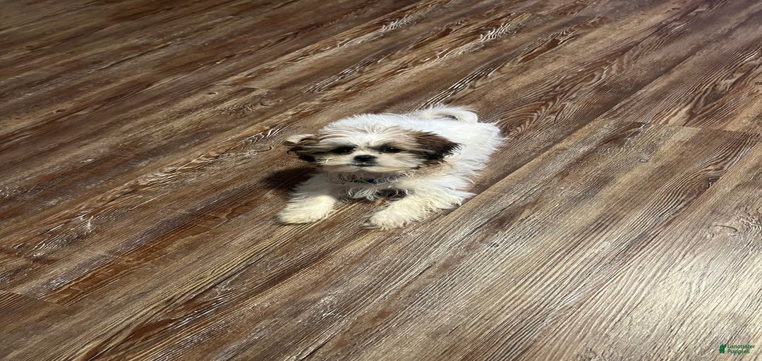 Gallery Image {{count}}