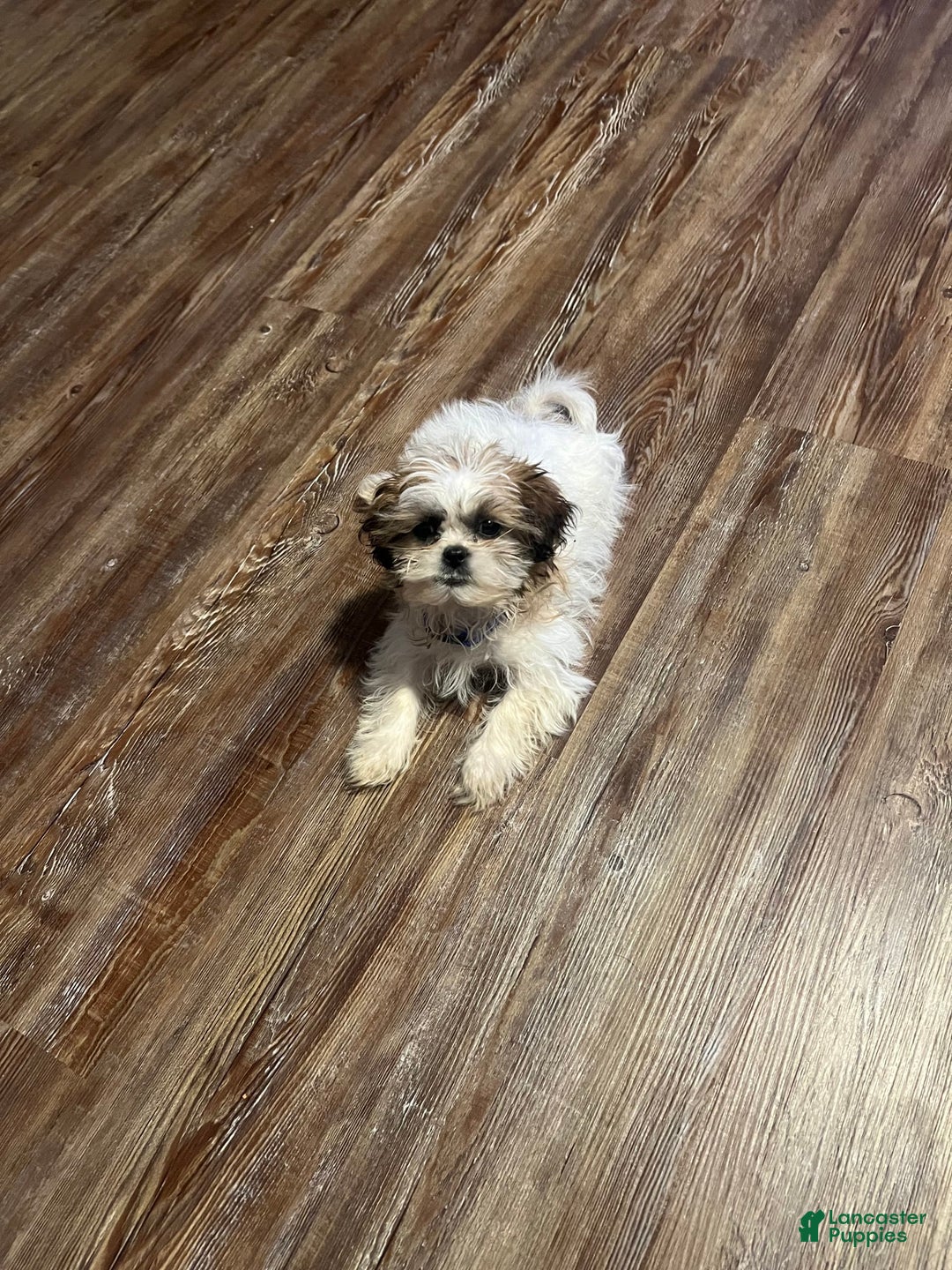 Gallery Image {{count}}