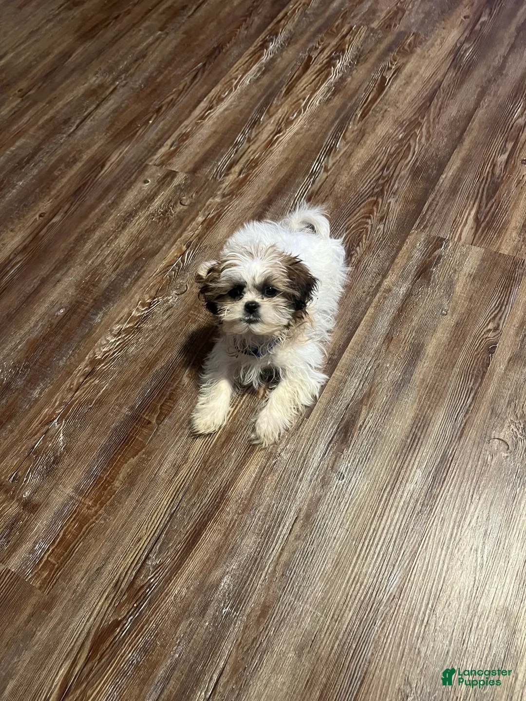 Gallery Image {{count}}