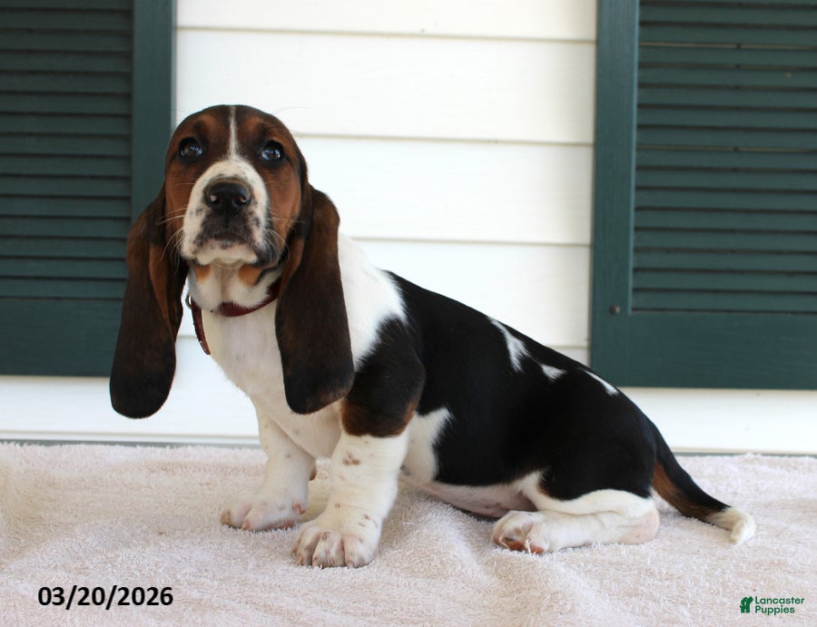 Basset Hound dogs Sunshine - Ad 1