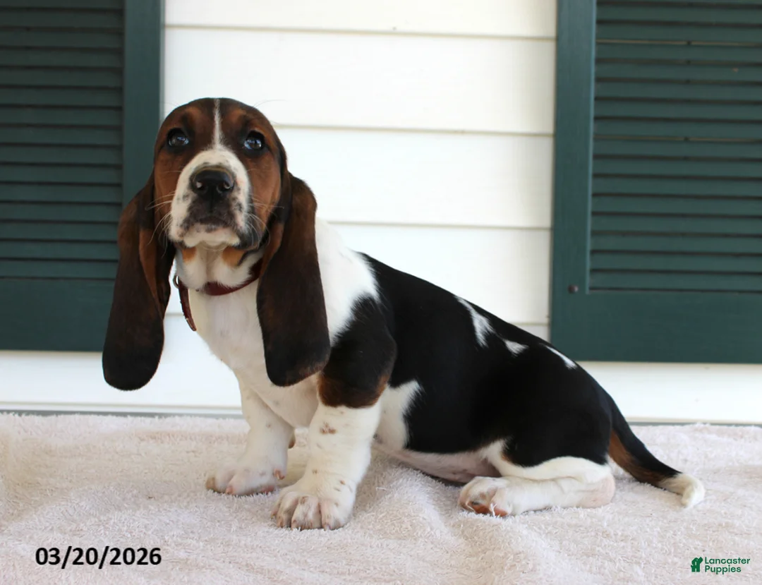 Basset Hound dogs for sale: Sunshine - Ad 1