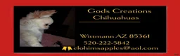 Chihuahua dogs for sale: Lisa Marie LC Apple Head  - Ad 4