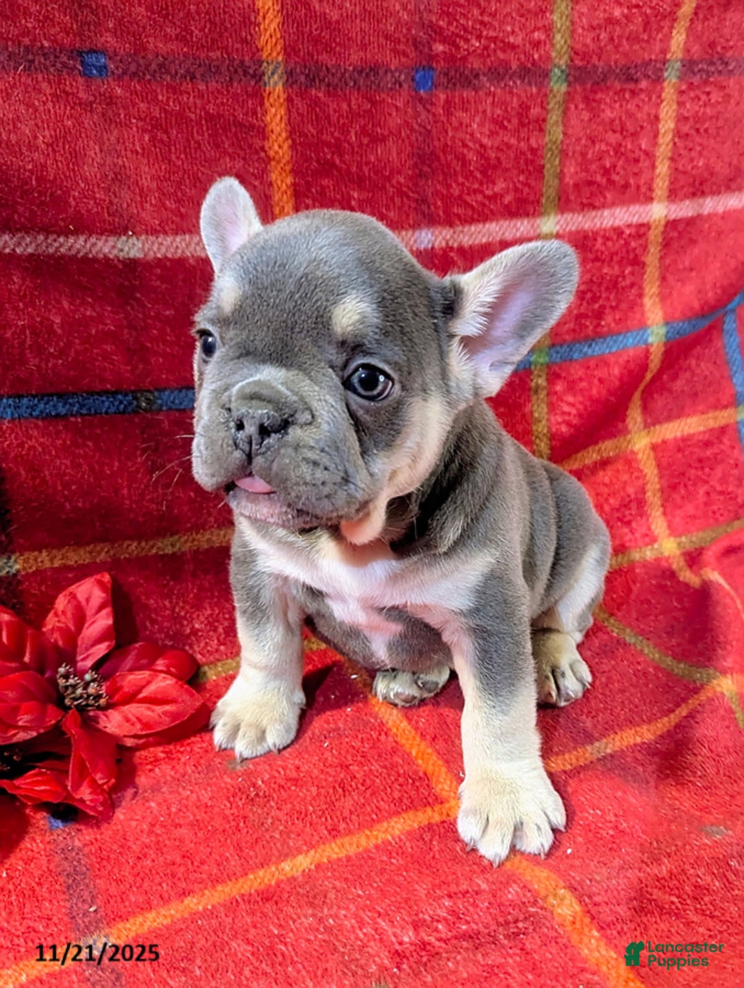 French Bulldog dogs for sale: Alex - Ad 2