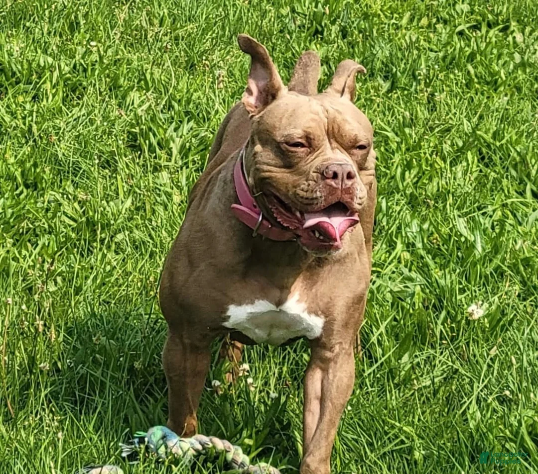 Olde English Bulldogge dogs for sale: Olde English Bulldogge 1 - Ad 2
