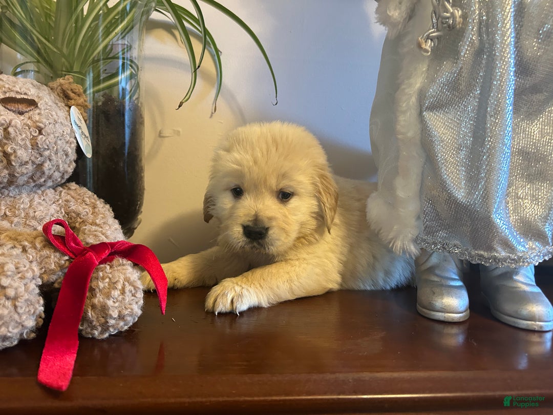 Golden Retriever dogs for sale: Joy - Ad 6