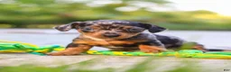 Mixed Breed dogs for sale: Beau - Ad 4