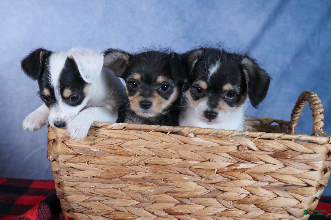 Chipoo dogs for sale: Kisses - Ad 24