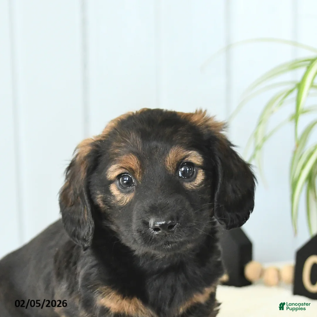 Miniature Dachshund dogs for sale: Scout - Ad 4