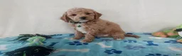Maltipoo dogs for sale: Marvin  - Ad 2