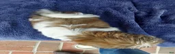 Shih Tzu dogs for sale: BILLY - Ad 4