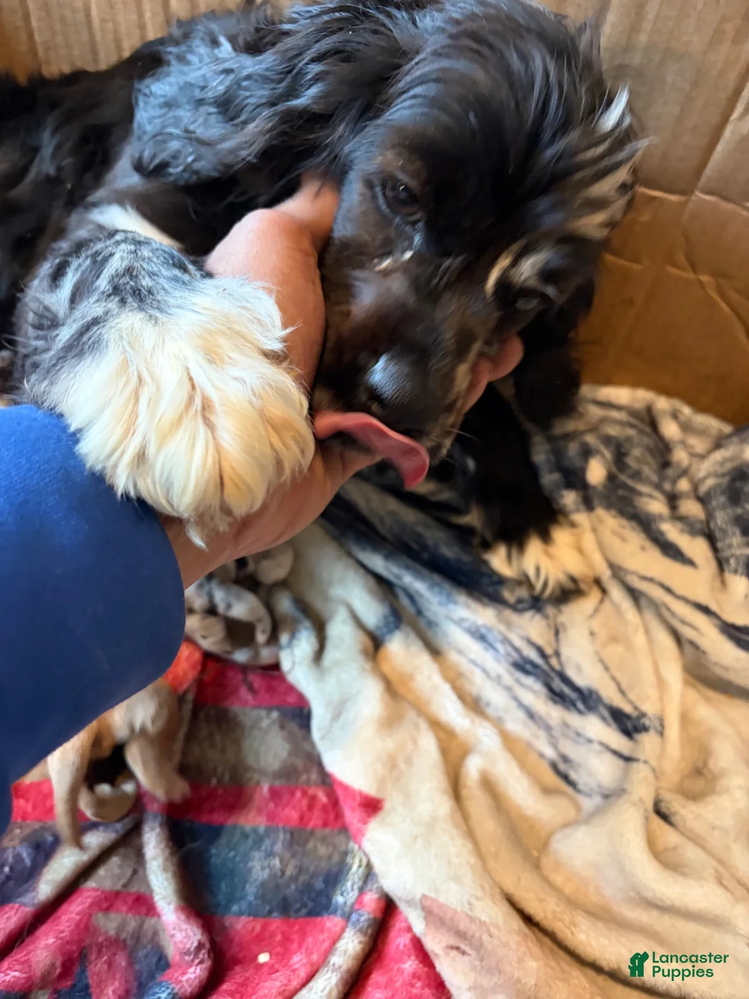 Cocker Spaniel dogs for sale: Cocker Spaniel 4 - Ad 3