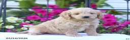 Mini Goldendoodle dogs for sale: Judy - Ad 3