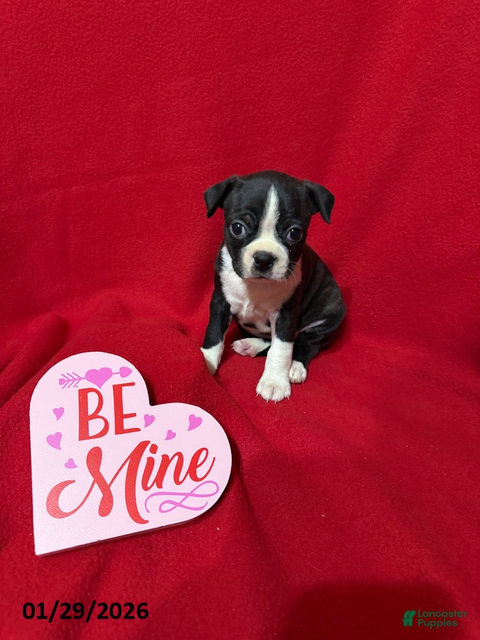 Boston Terrier dogs Harper - Ad 8