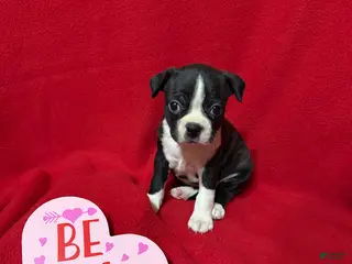 Boston Terrier dogs Harper - Ad 8