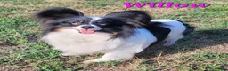Papillon dogs for sale: Bugs - Ad 7