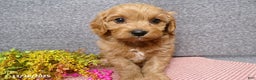 Cavapoo dogs for sale: Peggy - Ad 3