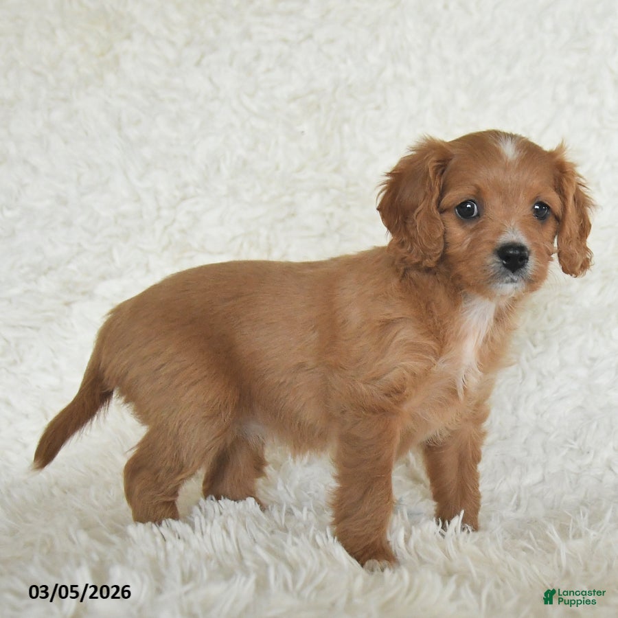 Cavapoo dogs Marcie - Ad 2