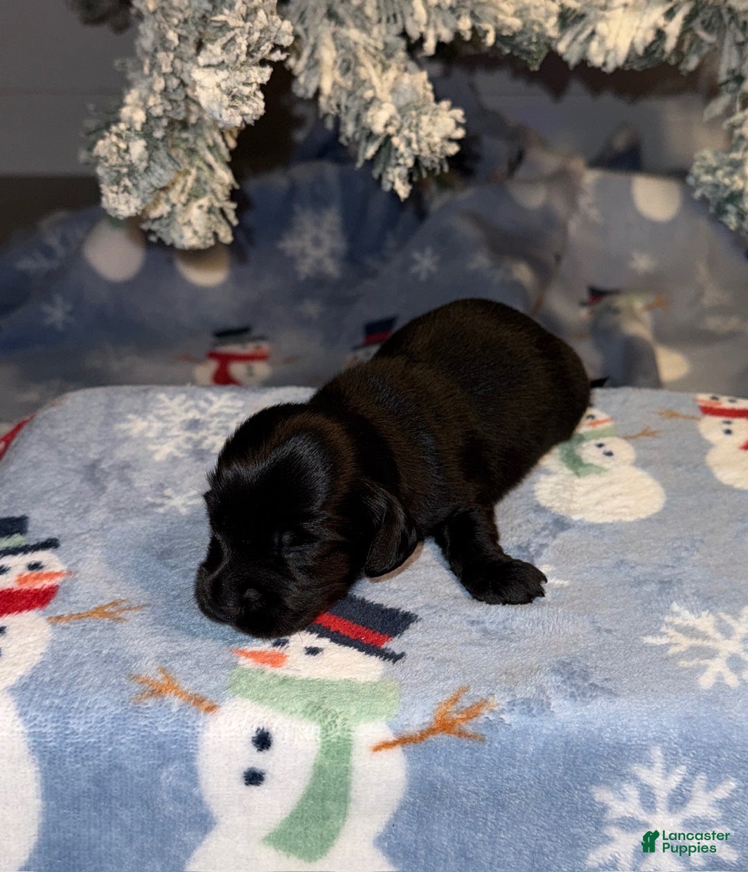 Miniature Dachshund dogs for sale: Lucas - Ad 6