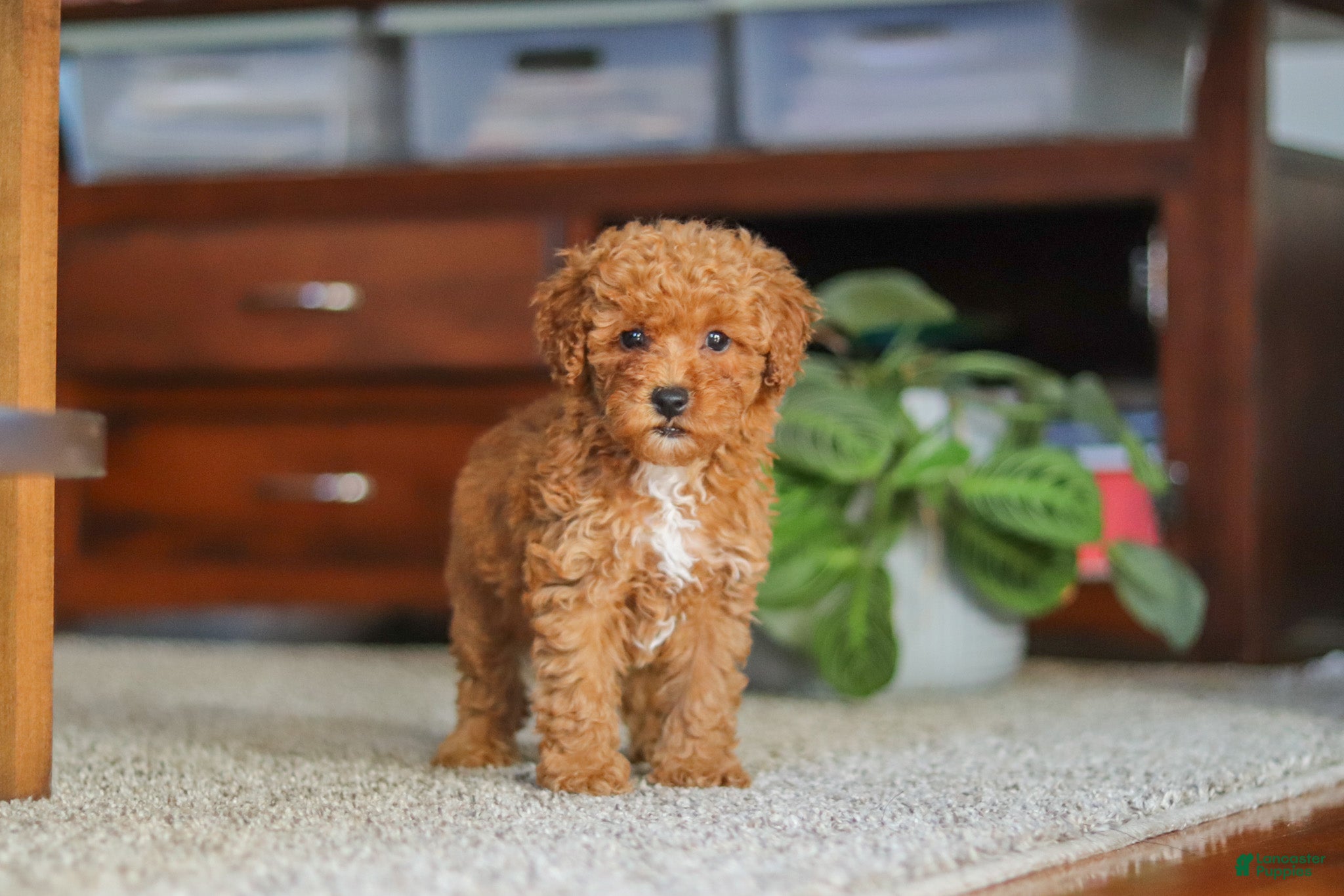 Fiona (Miniature Poodle, Female) in Baltic, OH