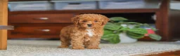 Miniature Poodle dogs for sale: Fiona - Ad 1