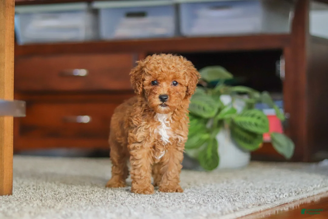 Miniature Poodle dogs for sale: Fiona - Ad 1