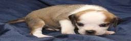 Puggle dogs for sale: Chewy - Ad 9