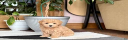 Maltipoo dogs for sale: Suzie  - Ad 8