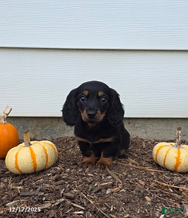 Miniature Dachshund dogs Stacey - Ad 7
