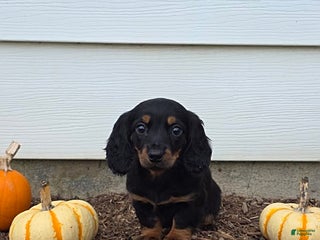 Miniature Dachshund dogs Stacey - Ad 7