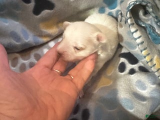 Yorkshire Terrier dogs AKC Nimbus - Ad 13