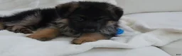 German Shepherd dogs for sale: German Shepherd Blue Collar Male Pick of Liter! - Ad 12
