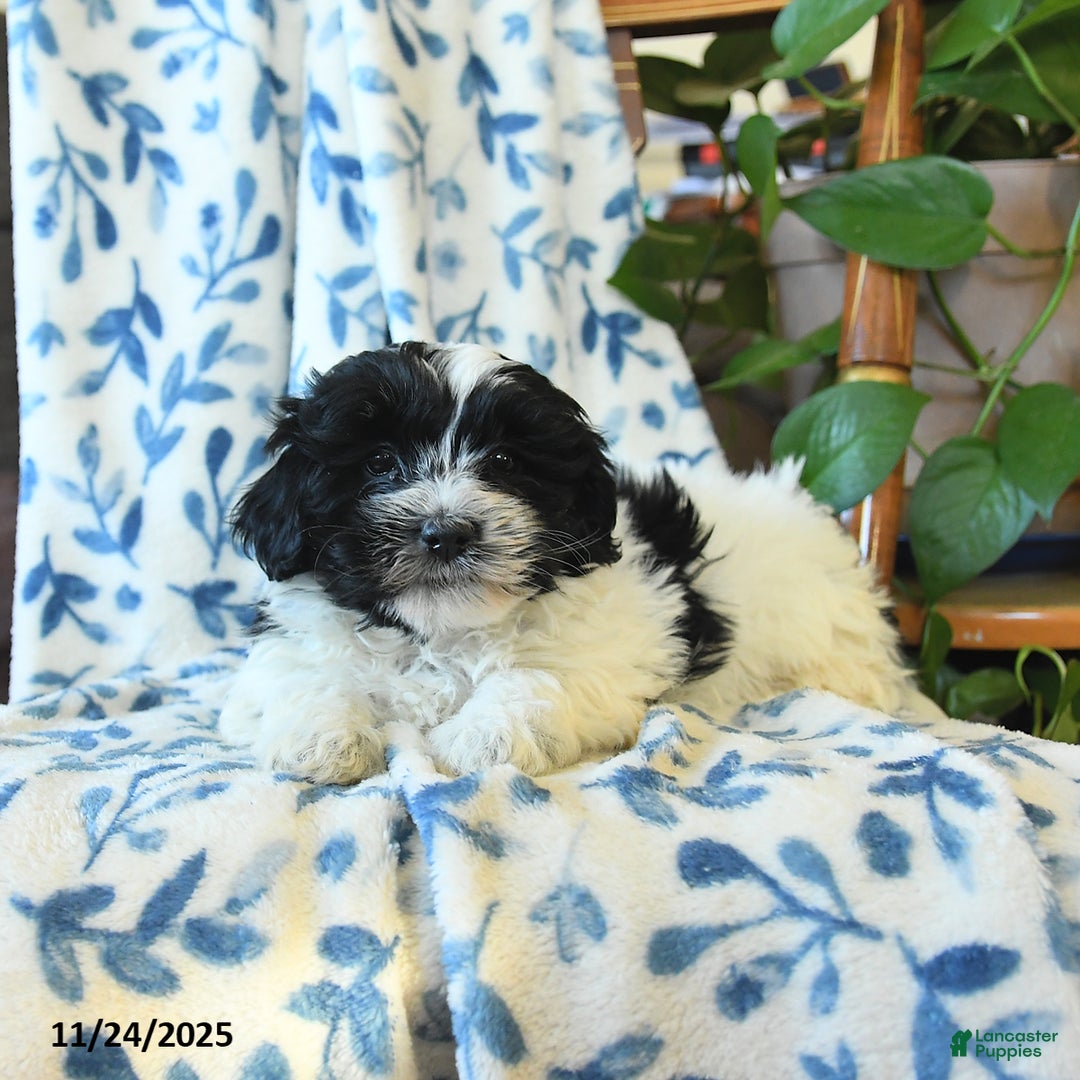 Havanese dogs for sale: Carol   - Ad 1