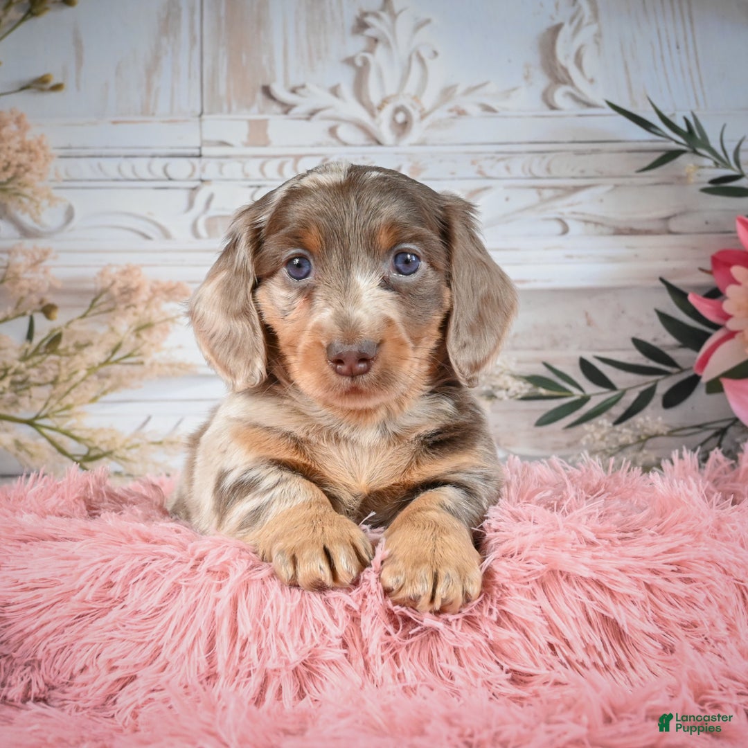 Miniature Dachshund dogs for sale: Rolex - Ad 6