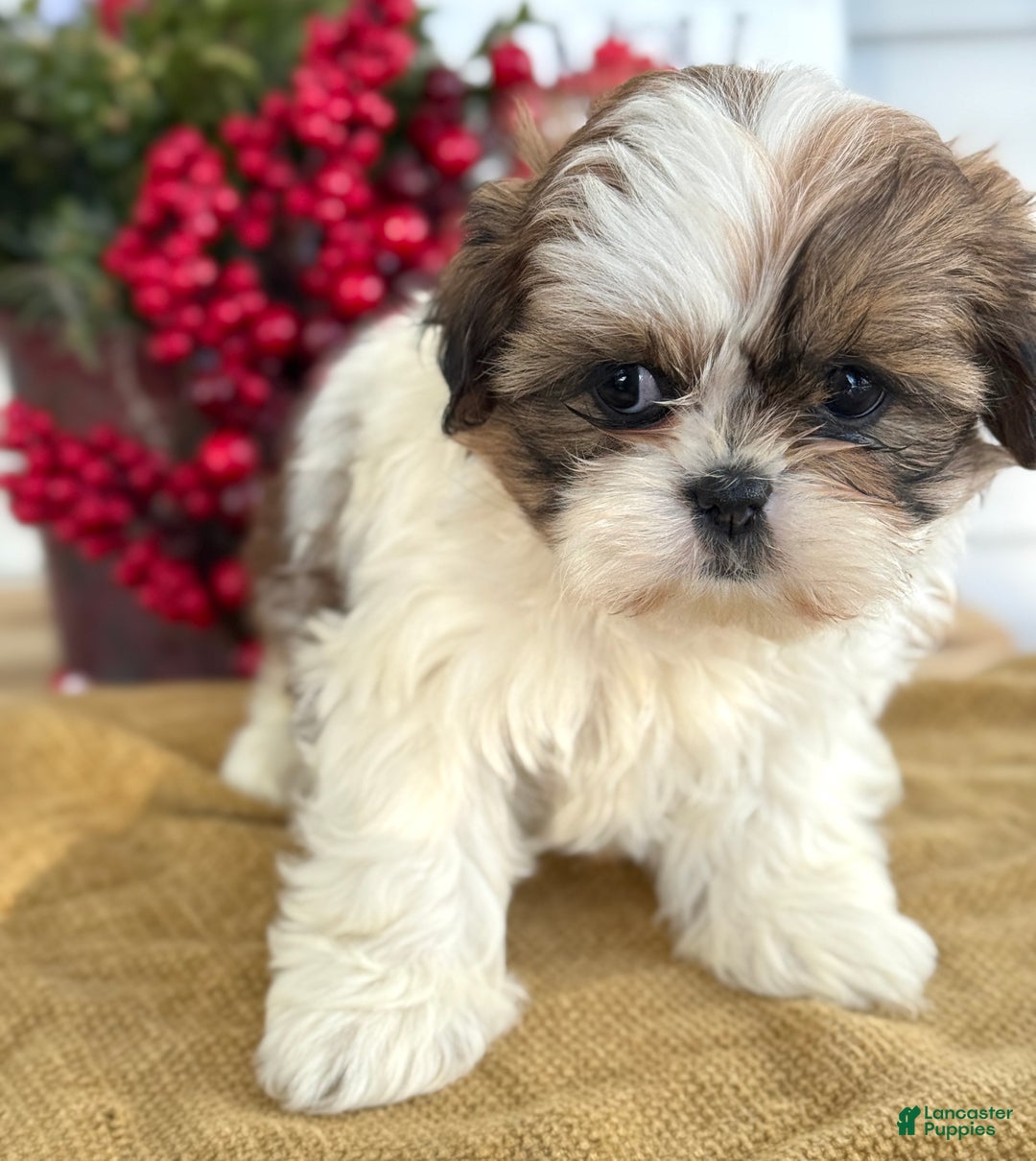 Shih Tzu dogs for sale: Poppy - Ad 5