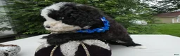 Mini Bernedoodle dogs for sale: Mini Bernedoodle 1 Kelly - Ad 4