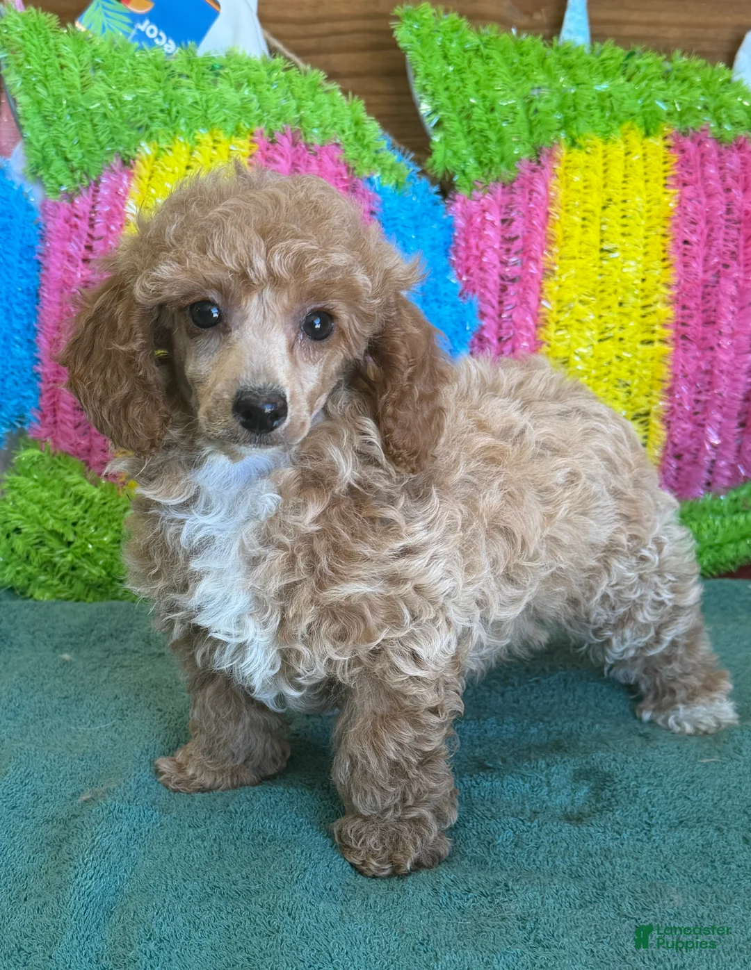 Toy Poodle dogs for sale: Rose - Ad 4